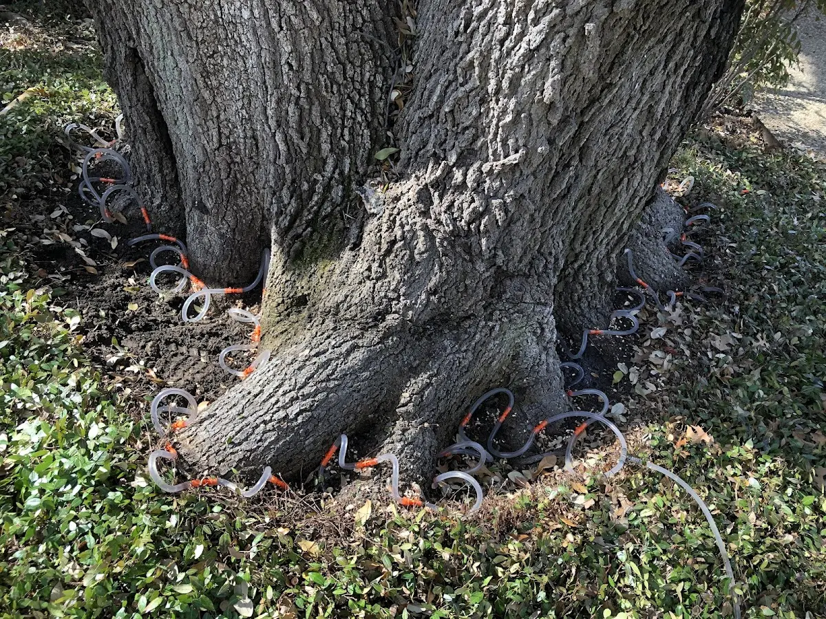 Detailed Tree Cabling and Bracing job site in Mc Daniels