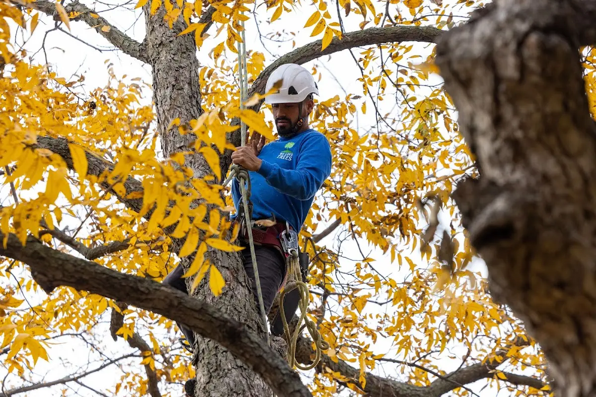 Skilled Tree Trimming crew working in Mc Daniels